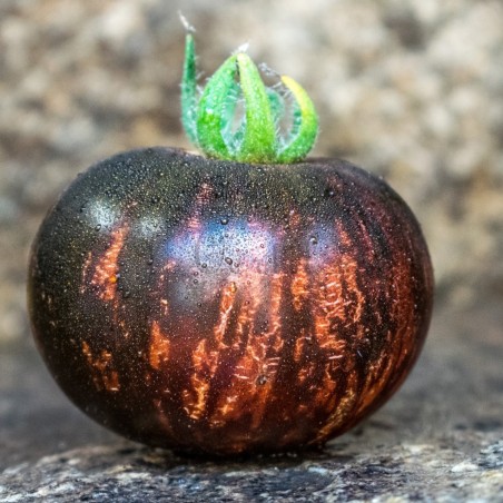 Price: €1.85 - Königin der Nacht Tomatensamen -