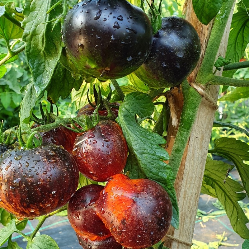 Price: €1.85 - Königin der Nacht Tomatensamen - 