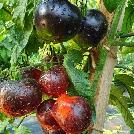 Königin der Nacht Tomatensamen