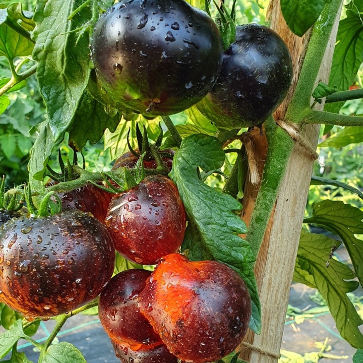 Nasiona Pomidora Królowej Nocy - 1.665