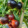 Price: €1.85 - Semi di pomodoro regina della notte - 
