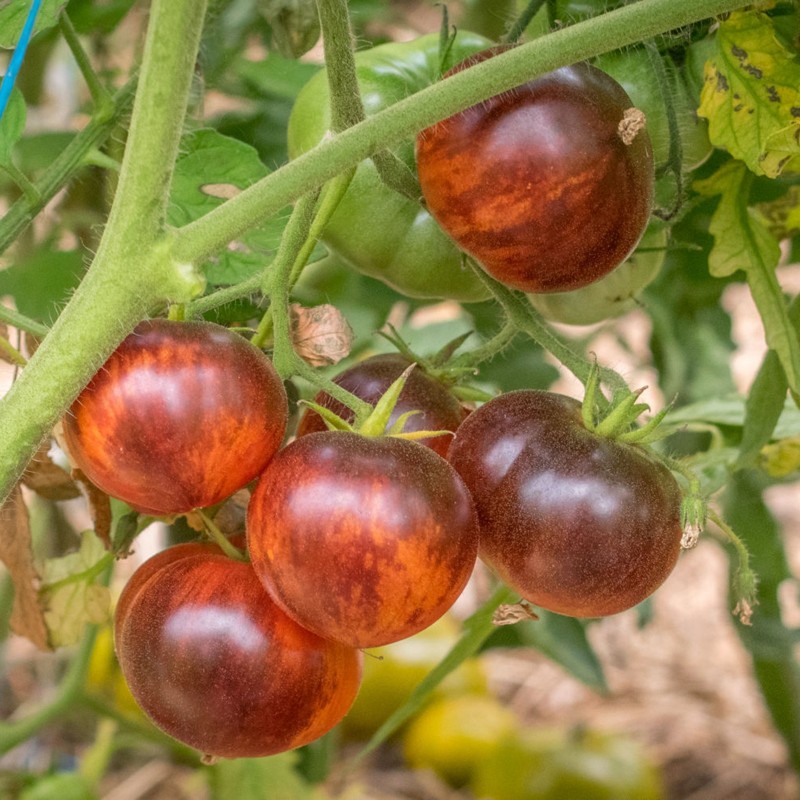 Price: €1.85 - Königin der Nacht Tomatensamen - 