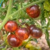 Price: €1.85 - Semi di pomodoro regina della notte - 