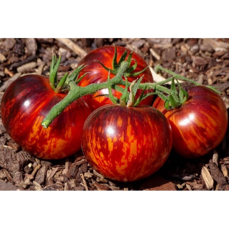 Price: €1.85 - Königin der Nacht Tomatensamen - 