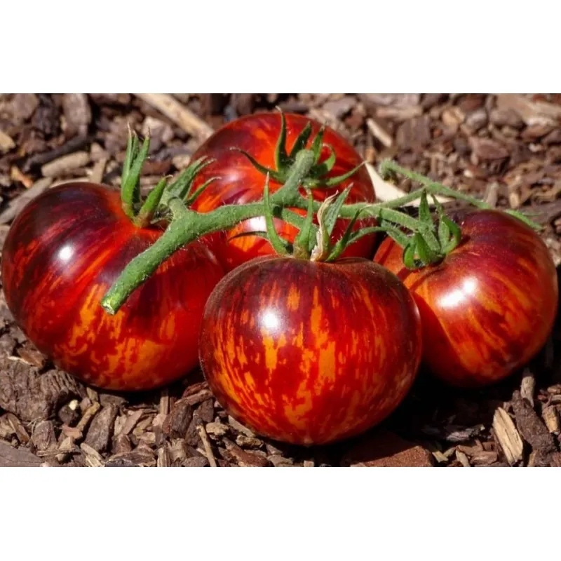 Königin der Nacht Tomatensamen