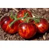 Königin der Nacht Tomatensamen