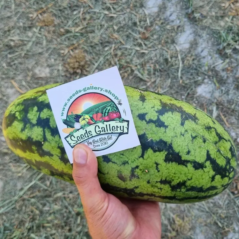 Graines de pastèque Banane jaune