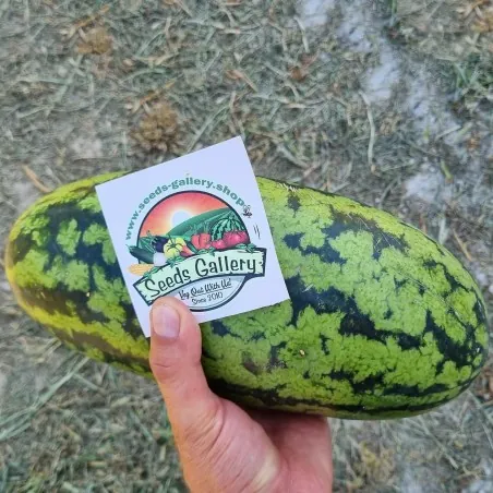 Watermelon seeds Yellow Banana