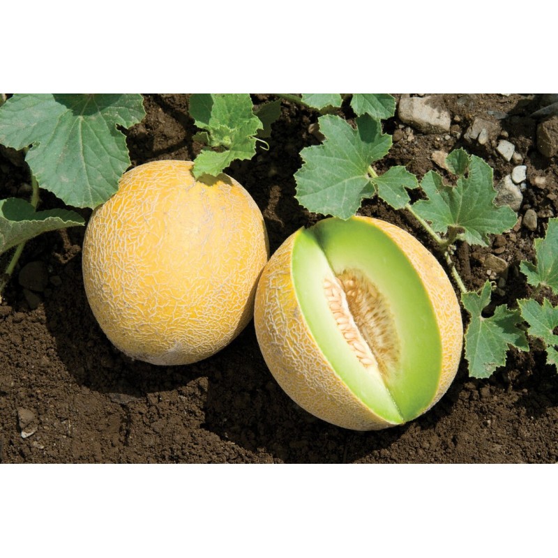 Price: €1.85 - Ananas (Pineapple) Melon Seeds - Seeds Gallery