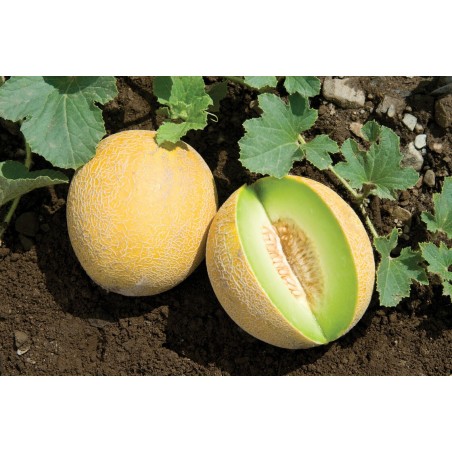 Price: €1.85 - Ananas (Pineapple) Melon Seeds - Seeds Gallery