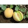 Sementes de melao ANANAS