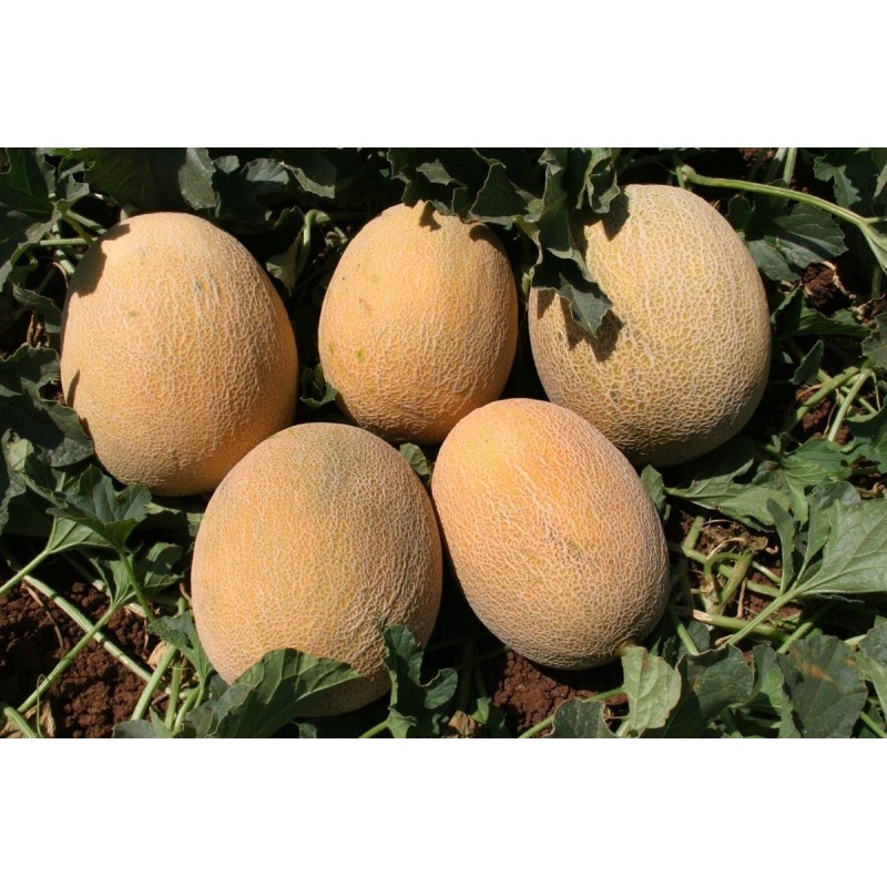Price: €1.85 - Ananas (Pineapple) Melon Seeds - Seeds Gallery