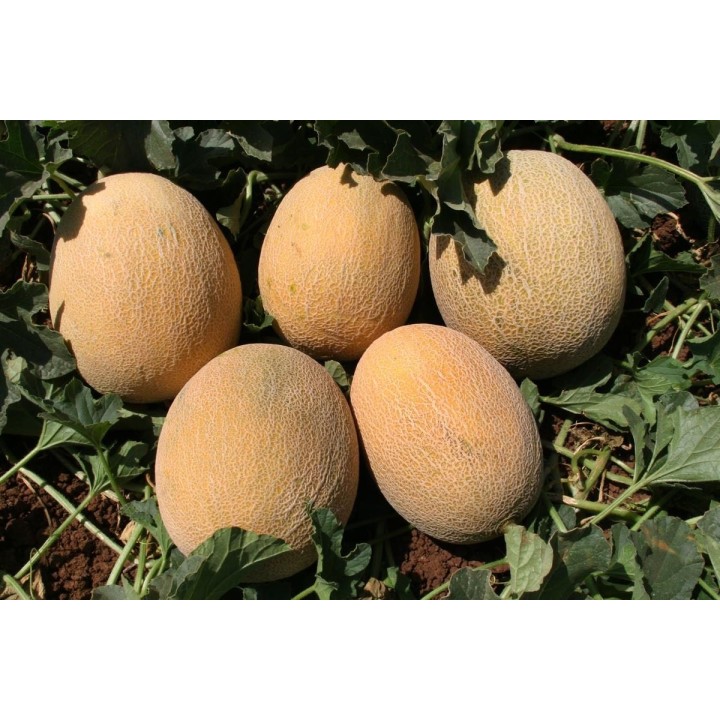 Ananas (Pineapple) Melon Seeds - 293.223938