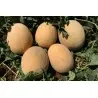 Semi Di Melone Ananas