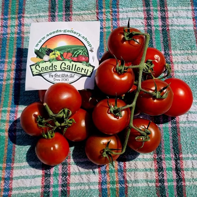 Campari tomatenzaden