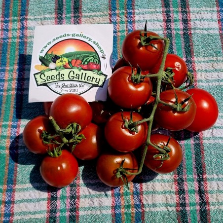 Campari tomato seeds | €1.85