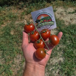 Насіння помідорів Кампарі