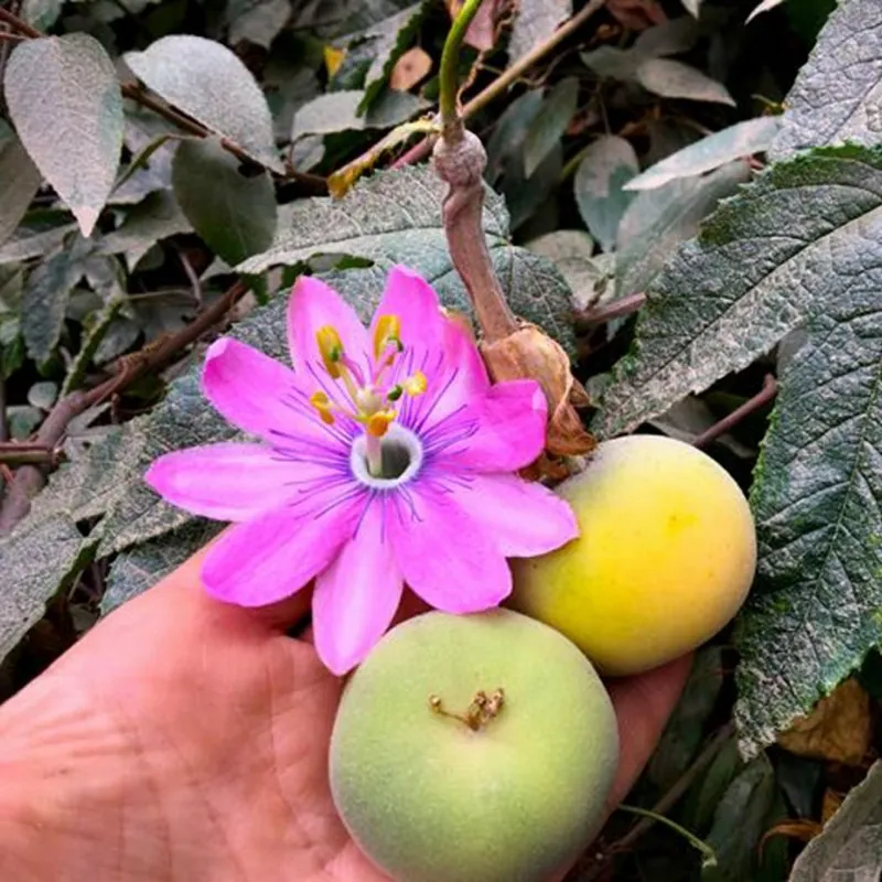 Tauso Samen (Passiflora coactilis)