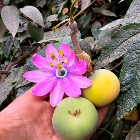 Sementes Tauso (Passiflora coactilis)