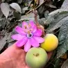 Tauso Seeds (Passiflora coactilis)
