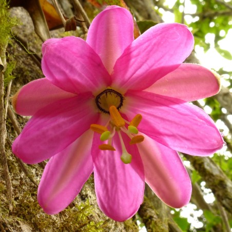 Semena Tauso (Passiflora coactilis)