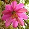 Σπόροι Tauso (Passiflora coactilis)