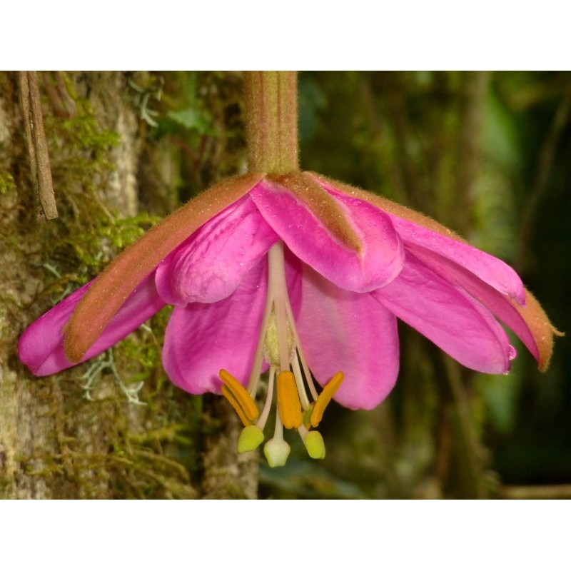 Tauso zaden (Passiflora coactilis)