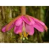 Σπόροι Tauso (Passiflora coactilis)