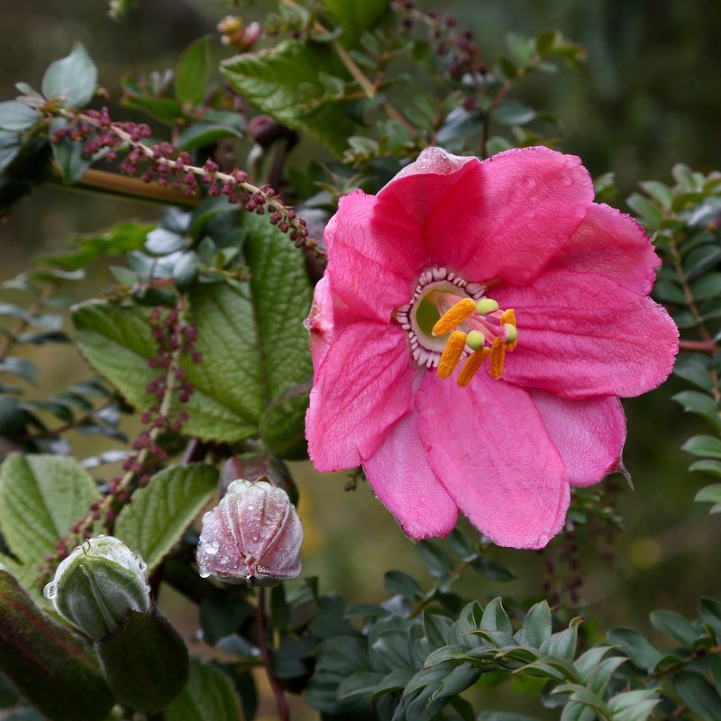 Tauso Samen (Passiflora coactilis)