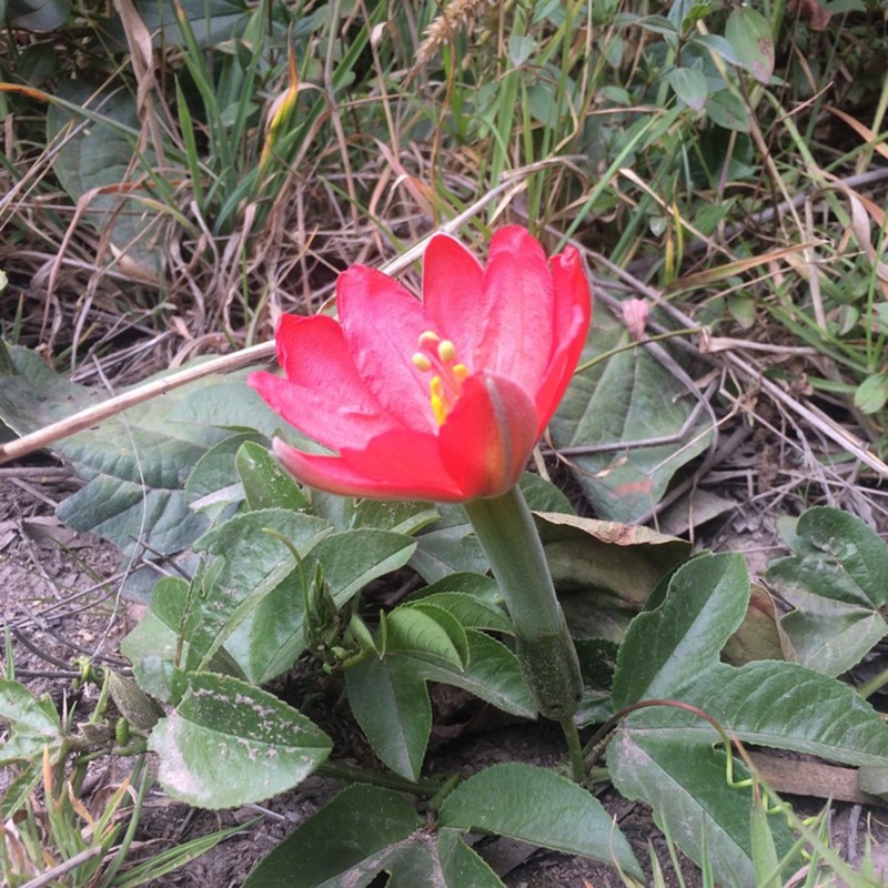 Tumbo magvak (Passiflora mixta)