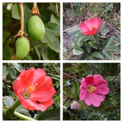 Semena Tumbo (Passiflora...