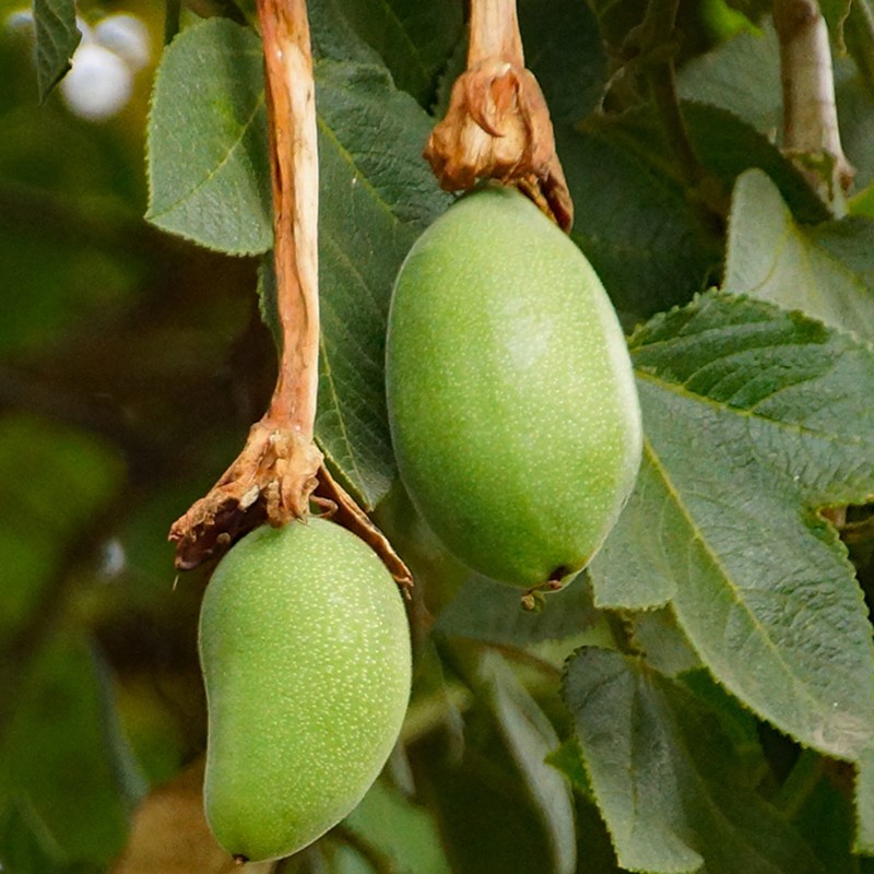 Tumbo Frön (Passiflora mixta)