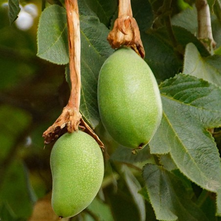Tumbo Samen (Passiflora mixta)