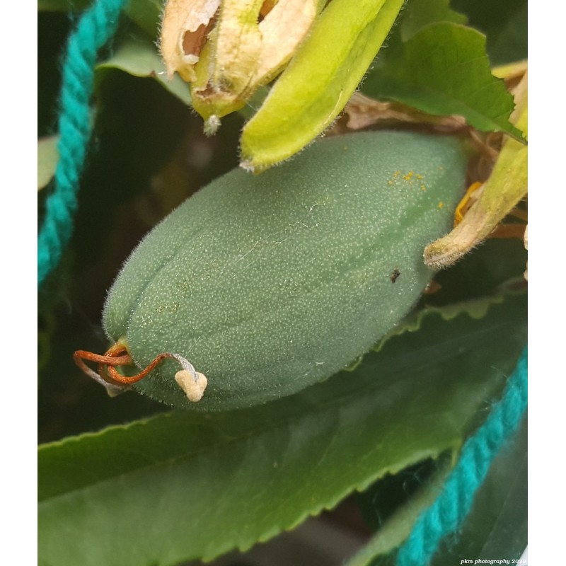 Sementes de Tumbo (Passiflora mixta)