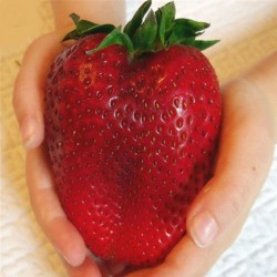 Riesen Erdbeere Samen