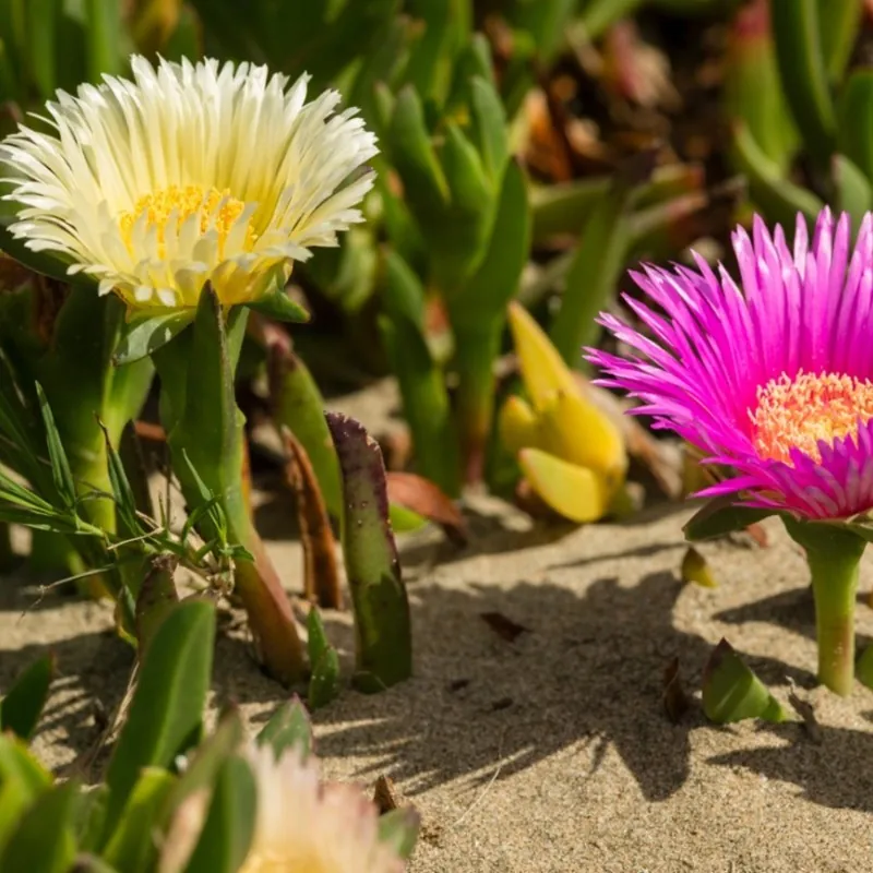 Semi di VARVA DI MONACU (Carpobrotus edulis)