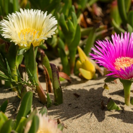 Price: €1.85 - Sementes de Chorão-Das-Praias (Carpobrotus edulis) -
