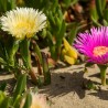 Price: €1.85 - Jestiva Ledena Biljka Seme (Carpobrotus edulis) - 