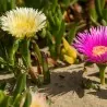 Semi di VARVA DI MONACU (Carpobrotus edulis)