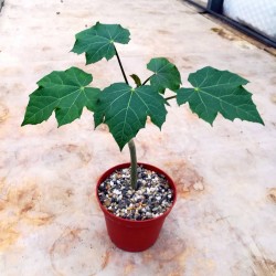 Price: €3.75 - Semințe de nuci fizice (Jatropha curcas) - 