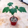 Price: €3.75 - Semințe de nuci fizice (Jatropha curcas) - 