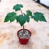 Σπόροι Jatropha curcas