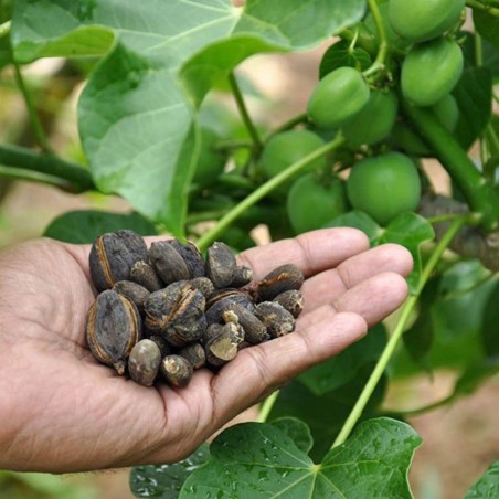 Price: €3.75 - Semințe de nuci fizice (Jatropha curcas) - 