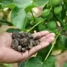 Σπόροι Jatropha curcas