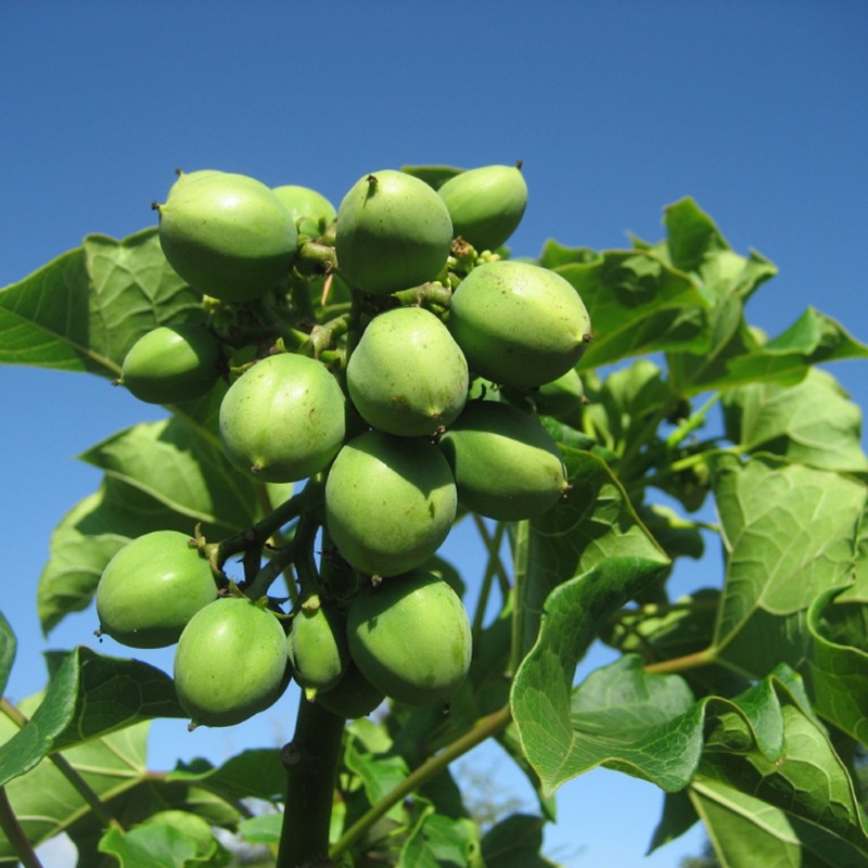 Price: €3.75 - Semințe de nuci fizice (Jatropha curcas) - 