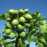 Price: €3.75 - Semințe de nuci fizice (Jatropha curcas) - 