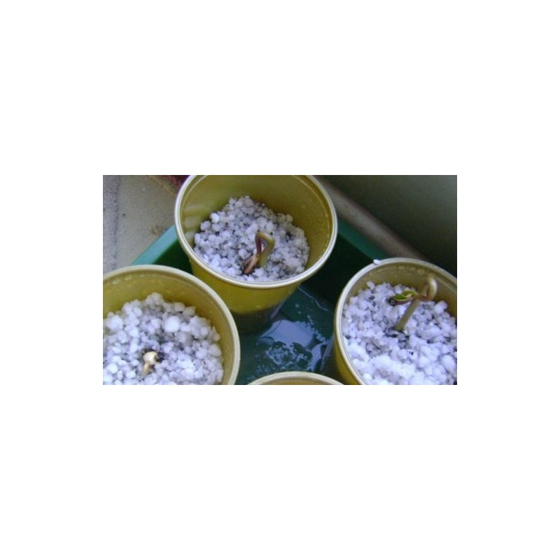 Price: €3.75 - يطروفة القحطة بذور - 
