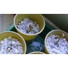 Price: €3.75 - Semințe de nuci fizice (Jatropha curcas) - 