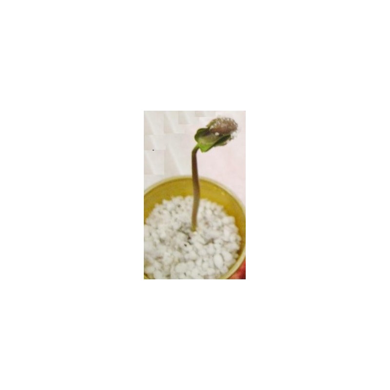 Price: €3.75 - Semințe de nuci fizice (Jatropha curcas) - 