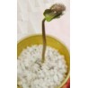 Price: €3.75 - Semințe de nuci fizice (Jatropha curcas) - 